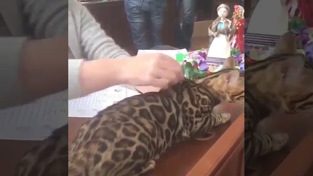 Бенгальский кот Виконт. Наш производитель. Питомник KLAN ABBENTI, Минск.