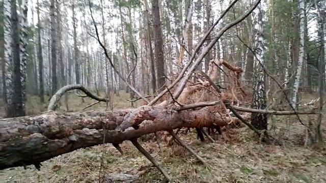 A running to the hill on 24.04.2020. P. 5 - a big broken tree