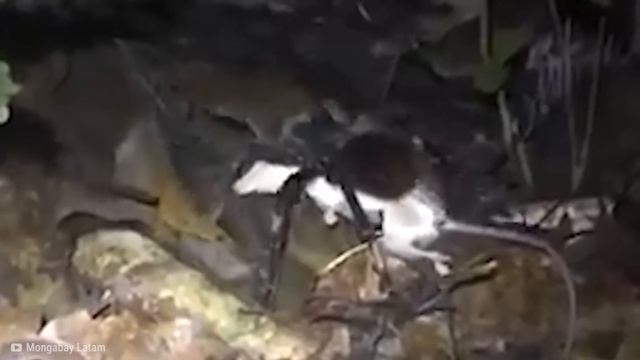 25 Encuentros Con Arañas Que Deberías Evitar Ver