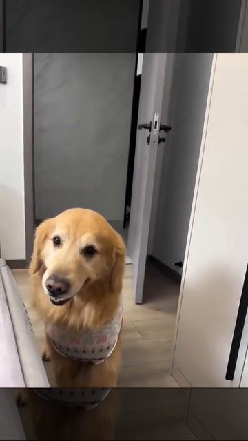 Look what this dog brought