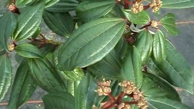 Viburnum davidii