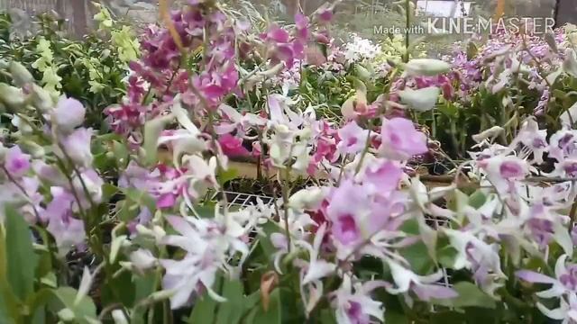 New verity's of orchid malayalam