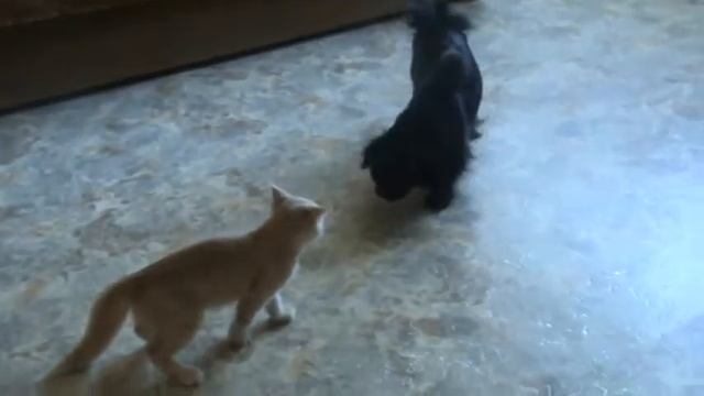 кот VS пёс 2