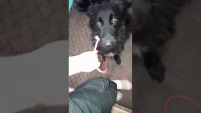 Просьба к собаковладельцам!!!