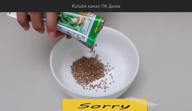 Кинза в стаканчиках