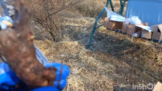 Распаковка посылки с розами из питомника Розы Вдохновения. Март 2025