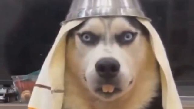 Behold: the king.