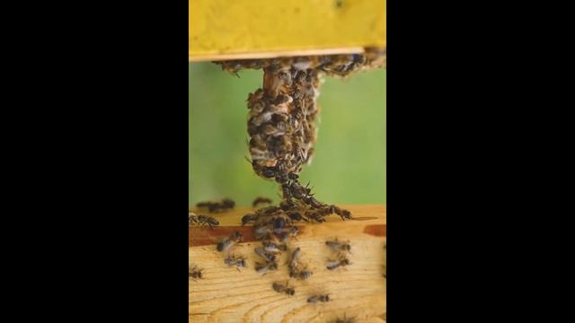 Пчёлы - убийцы