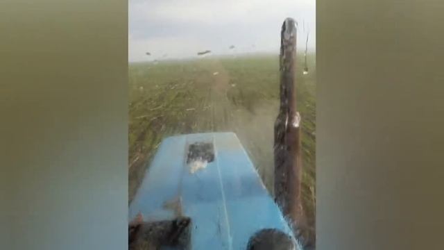Пшеница после морозов  можно ли спасти??Подкормка 185кг ☔☔☔