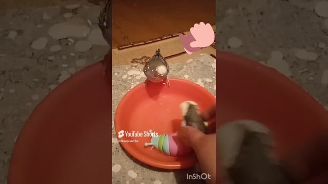 Попугай.