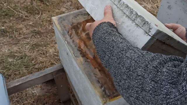 Даю пчёлам сироп с КАС 81.