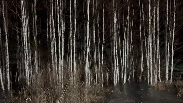 Ночной лес
