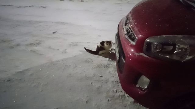 Уличный котик вышел покушать ^^