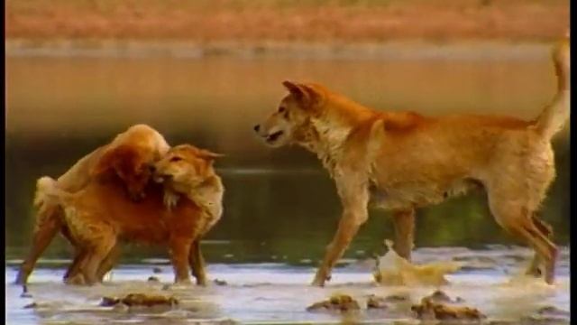 Dingo - Přítel nebo nepřítel?