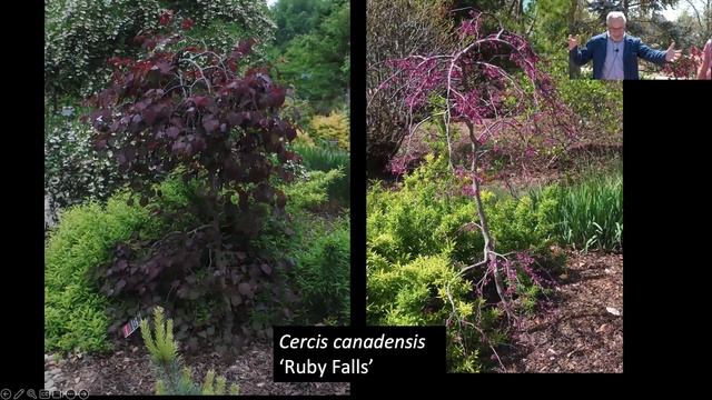 Day of Giving 2024 - "Native Plants for Non-conformists"