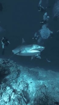 BMW 530D F10 - АТАКА АКУЛЫ