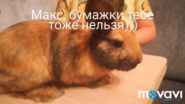 Кролик Макс и Олеся распаковывают киндеры. Bunny Max and Olesya  #распаковкакиндеров #мойкролик