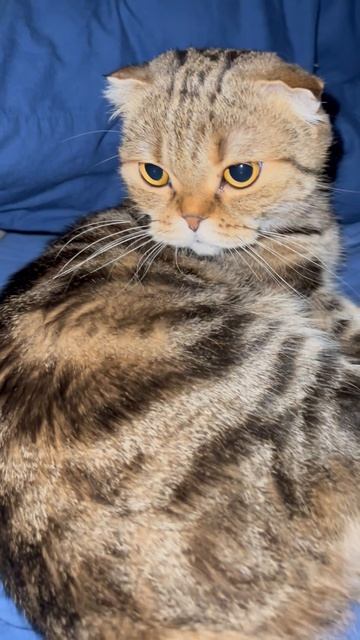 Шотландская вислоухая кошка 🐱 очень милая