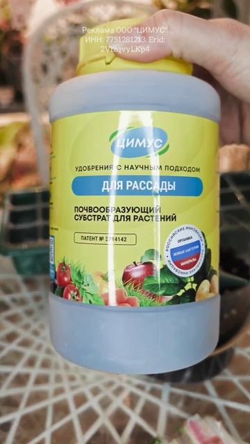 Рассада самого острого перца в Мире