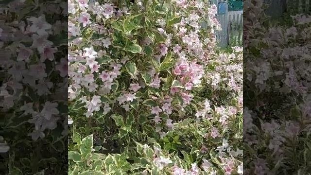 Вейгела вариегатная #вейгела вариегатная #розовая #цветущийсад #цветущие кустарники#flowers#nature
