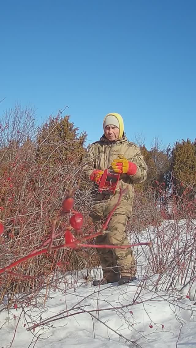 Открыл сезон по сбору сосновой 🌲 почки, попутно набрал ягоду 🍒 шиповника