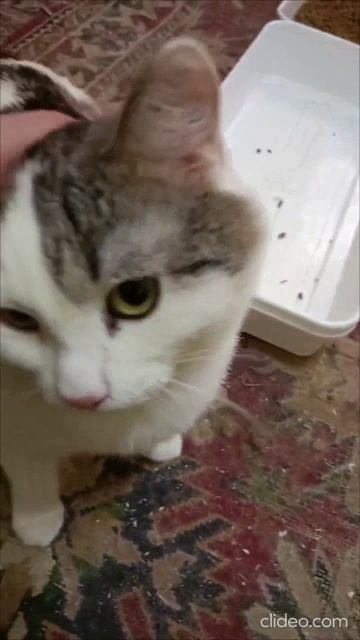 Сашке нужен дом