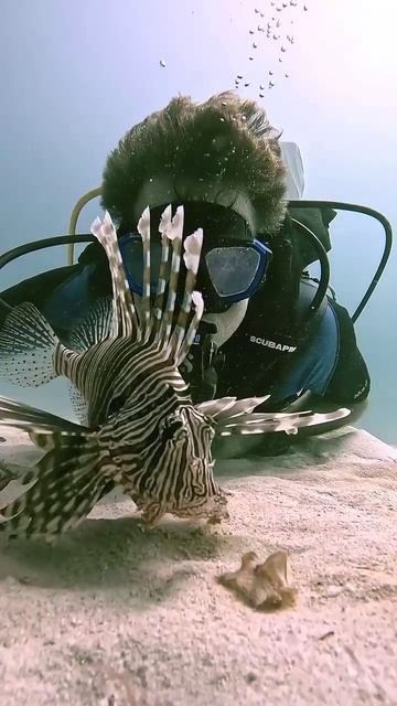 Lionfish Wanted a Selfie #viral #USA #marinelife #scubadiving #lionfish #venomous