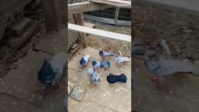 Голуби Виктора Калининский район  станица Старовеличковская