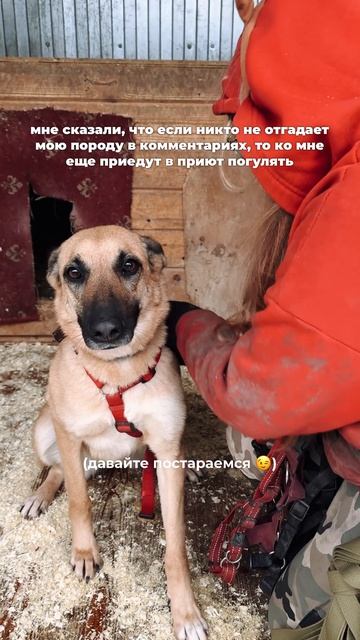 Поможем собачке 🤫