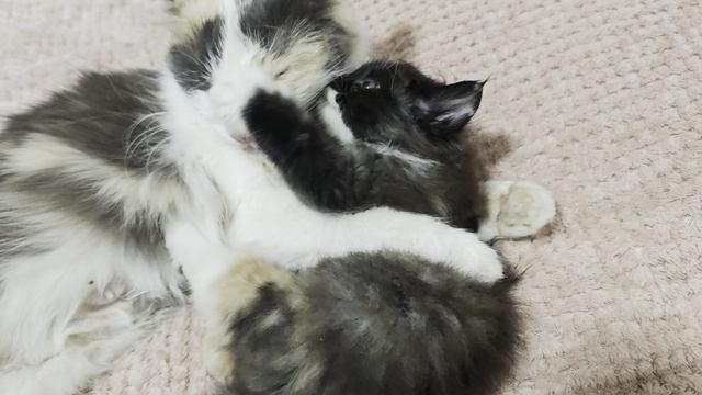 1000057539.mp4