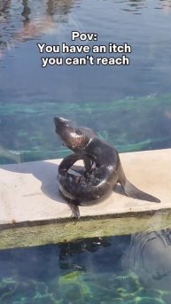 Moscow Zoo- Seal scratching it's back #moscow#Russia#zoo