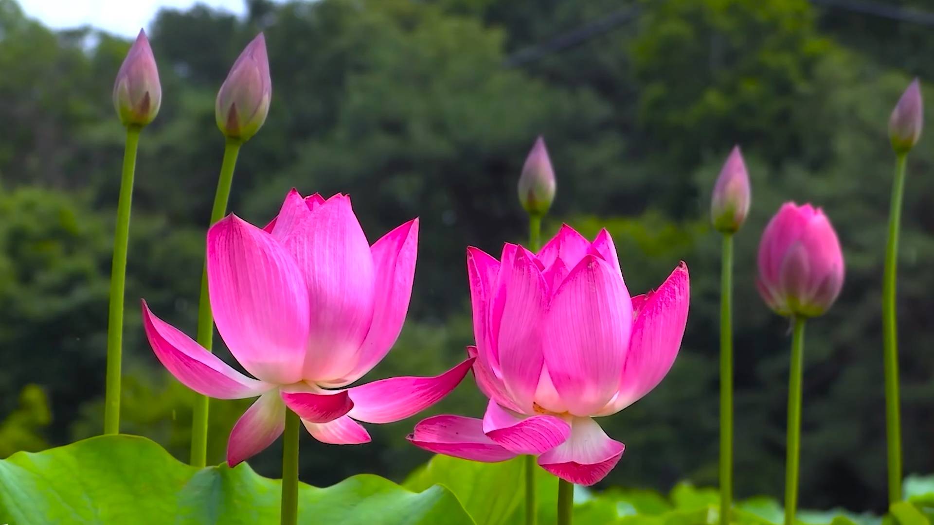 🌷 ЧАРУЮЩАЯ ИНОЗЕМНАЯ МУЗЫКА ИСЦЕЛЯЮЩАЯ ДУШУ И ТЕЛО 🎵 НЕЗЕМНАЯ МУЗЫКА ДЛЯ ДУШИ И БЛАГОПОЛУЧИЯ