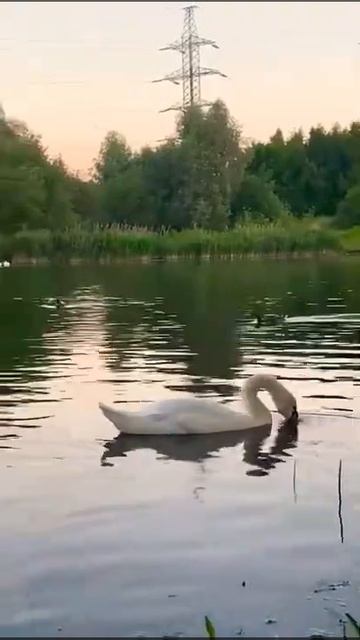 А Белый Лебедь на Пруду  ...