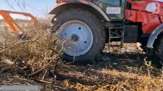 БЕЗУМНЫЕ СПОСОБЫ РАСПИЛА ДЕРЕВА!