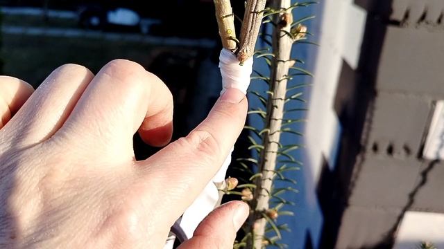 Прививка пихты 'Блю Клоэк' (Abies concolor Blue Cloack) на бальзамическую (Abies balsamea) 23.03.25