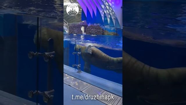 Экскурсия с детьми в океанариум