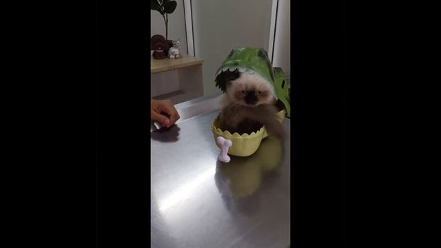Поместился