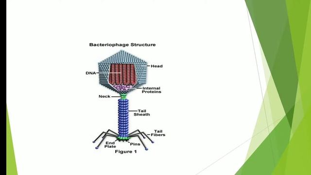 Biological Classification