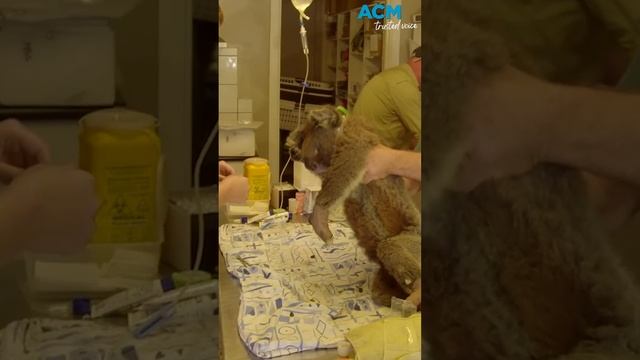 ‘Wildlife don’t come with a credit card': who pays for a koala’s vet bill?