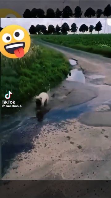 смешное
