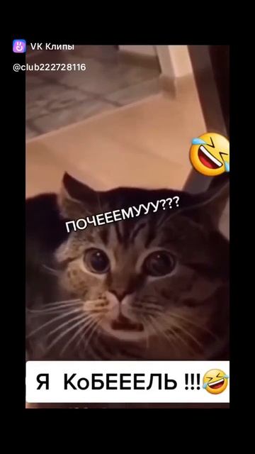 Кот признался