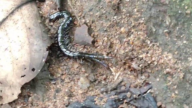 Black Centipede in Jungle.