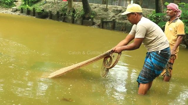 Net Fishing ll Fish Catching Using by Cast Net in The Village Pond