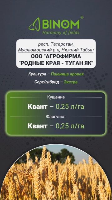#Опыты_BINOM: Действие BINOM Квант на яровой пшенице