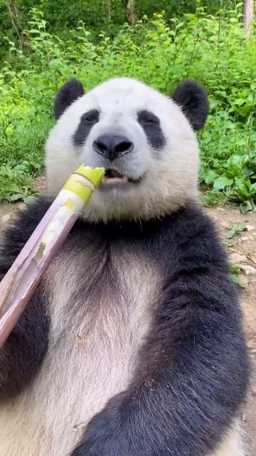 Food blogger for panda