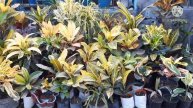 croton plants for sale