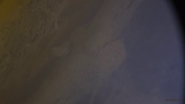 Чем занимаются речные раки
