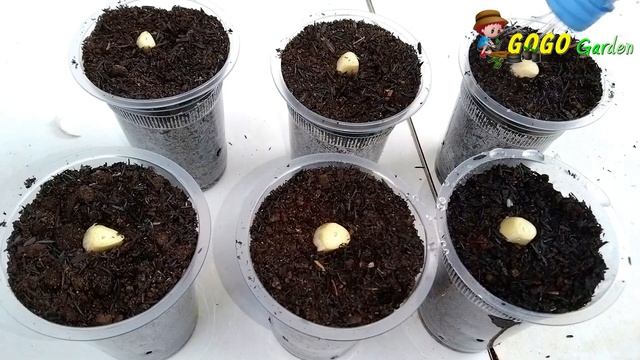 Cara Menanam Bawang Putih Menggunakan Gelas Plastik Di Rumah - Sederhana dan Mudah