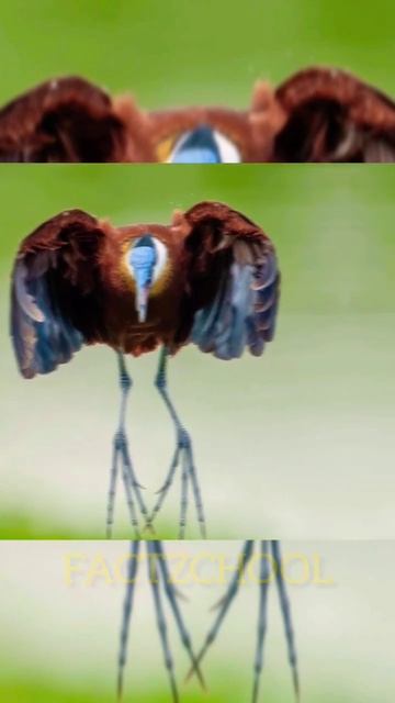 এই পাখি টির কত গুলো পা দেখুন | Amazing Facts about African Jacana in Bangla | #shorts