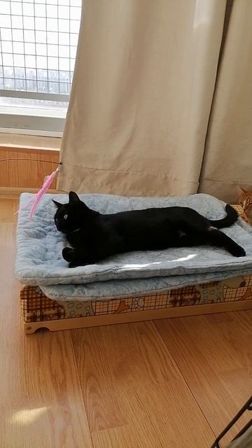 моя милая кошка